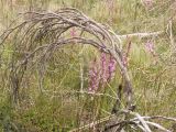 Mount Buffalo National Park